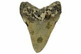 Fossil Megalodon Tooth - North Carolina #328028-1